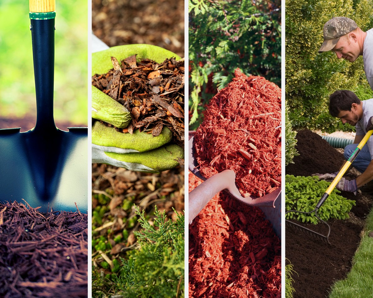 Skořice kolem záhonů? Proč ji zahradníci skrývají před sousedy - image 1