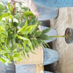 Skořice v květináči proti mouchám: trick, který садовники skrývají