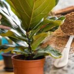 Skořice v půdě zabíjí plíseň už druhý den. Jak na to bez chemie