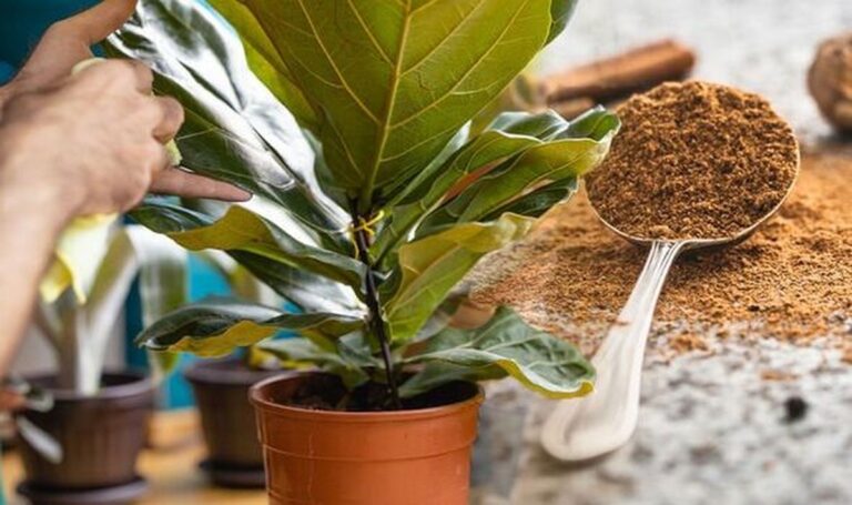 Skořice v půdě zabíjí plíseň už druhý den. Jak na to bez chemie