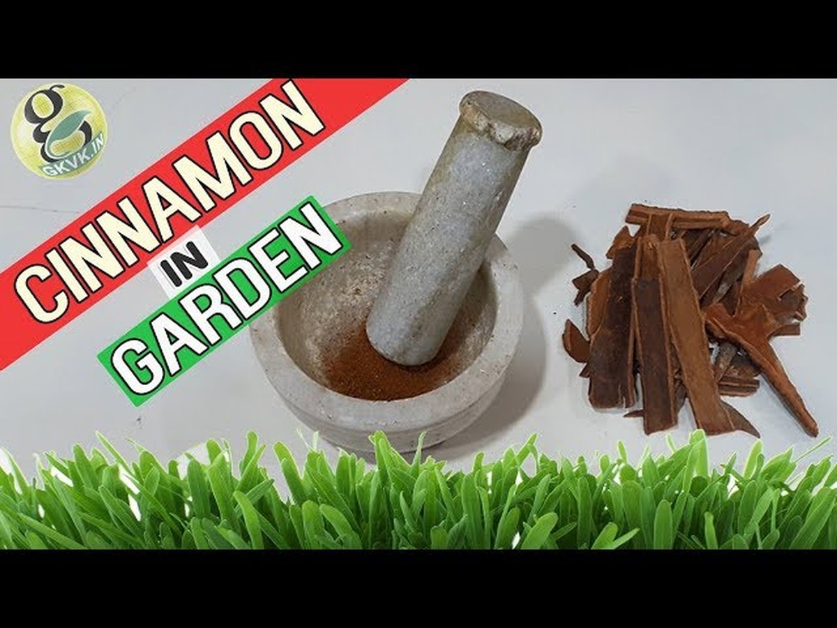 Skořicový prach do kompostu – starý švédský způsob proti hmyzu v zahradě - image 2