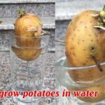 Solanka z mytí brambor, kterou nikdo neodpařuje – zlatá střihačka na rostliny