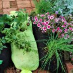 Staré ponožky jako květináče: jak změnit odpad v bohatou úrodu