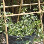 Staré punčochy plné písku v záhradě: trikem proti suchem v létě šetří 40% vody