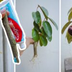 Tuba od zubní pasty v květináči — nástroj pro chytré zahradníky