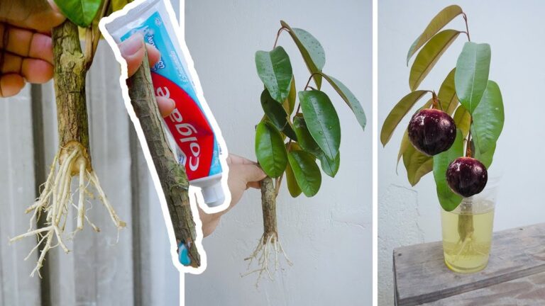 Tuba od zubní pasty v květináči — nástroj pro chytré zahradníky