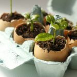 Vaječné skupiny jako přirozený zdroj vápníku pro rajčata