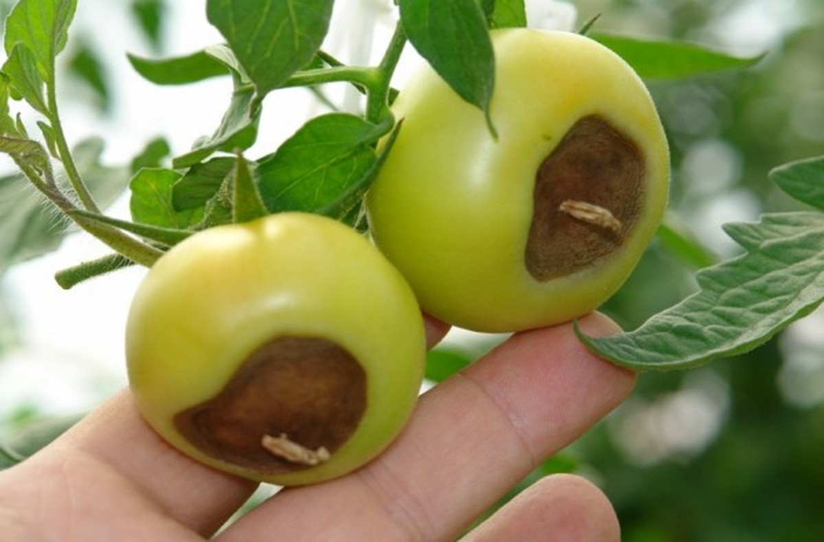 Vaječné skupiny jako přirozený zdroj vápníku pro rajčata - image 1