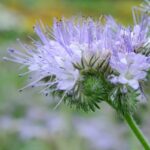 Včelaři říkají: tato rostlina v zahradě zvýší úrodu o 40 procent