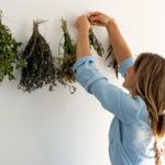 Včelař varuje: nikdy nedělejte tuto chybu u léčivých bylin