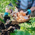 Vejce jako přirozený pesticid: metoda která funguje lépe než sprej