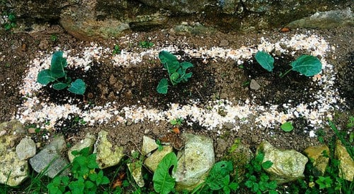 Яичная скорлупа на клумбах - древний трюк против слизняков - image 1