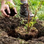 Zahradníci prosí: nikdy nevysazujte toto v červnu