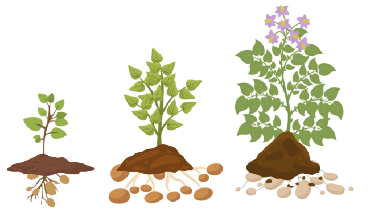 Zahradníci prosí: nikdy netlačte tuto půdu při sázení brambor - image 2