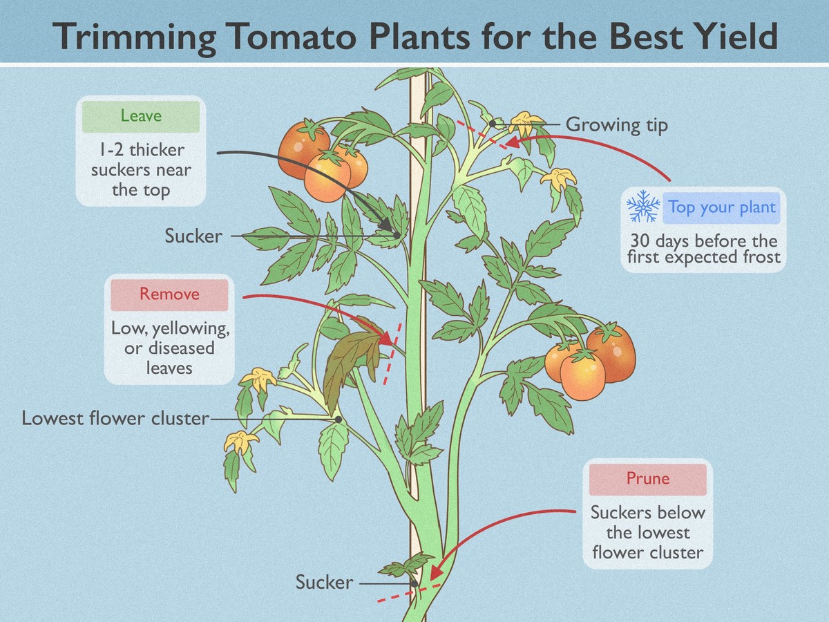 Zahradníci prozrazují: nikdy netrhejte listy těmito rukama - image 1