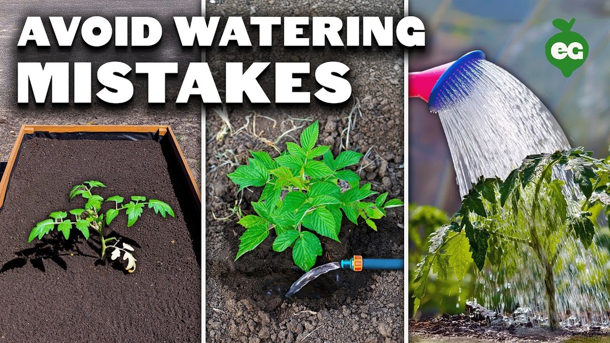 Zahradníci vám prozradí: proč zaléváte květiny špatně - image 1