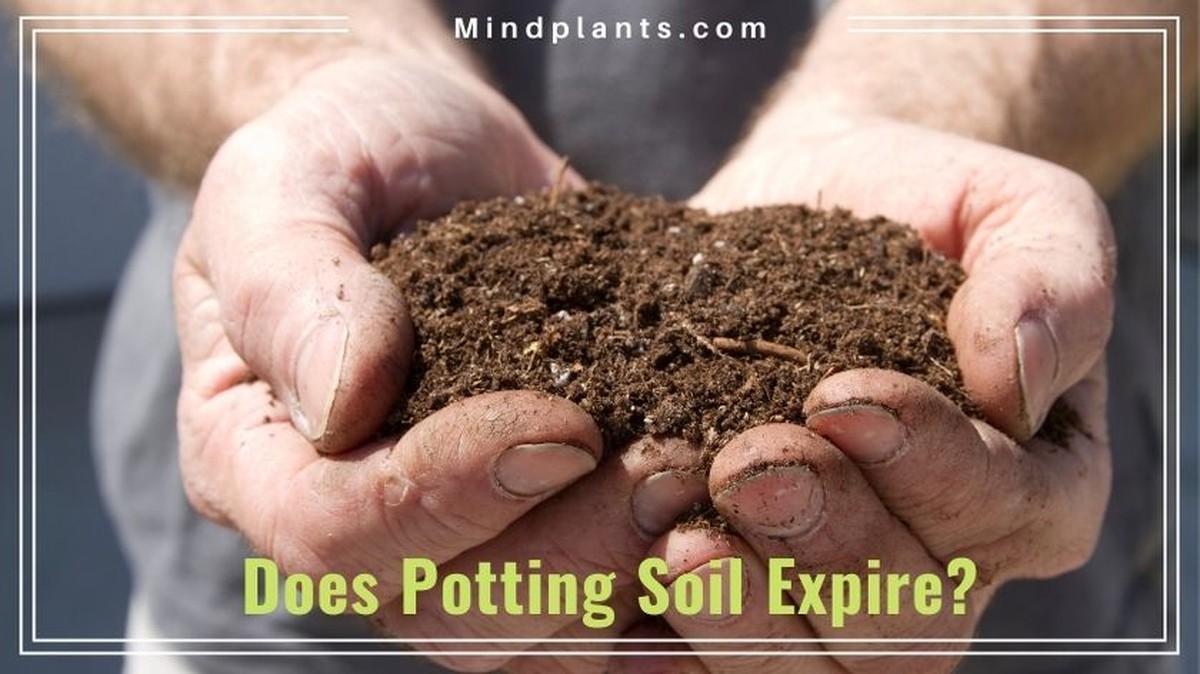 Zahradníci vám řeknou: Nikdy nepoužívejte tuto hlínu pro rajčata - image 1