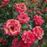 Zahradníci varují: nikdy nepostříkejte růže tímto pesticidu v horku