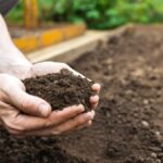 Zahradníci varují: nikdy nezemělujte půdu v tento den