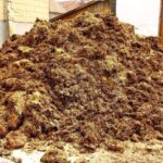 Zahradníci varují: nikdy tímhle nehnojte rajčata