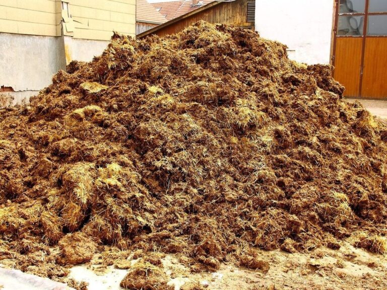 Zahradníci varují: nikdy tímhle nehnojte rajčata