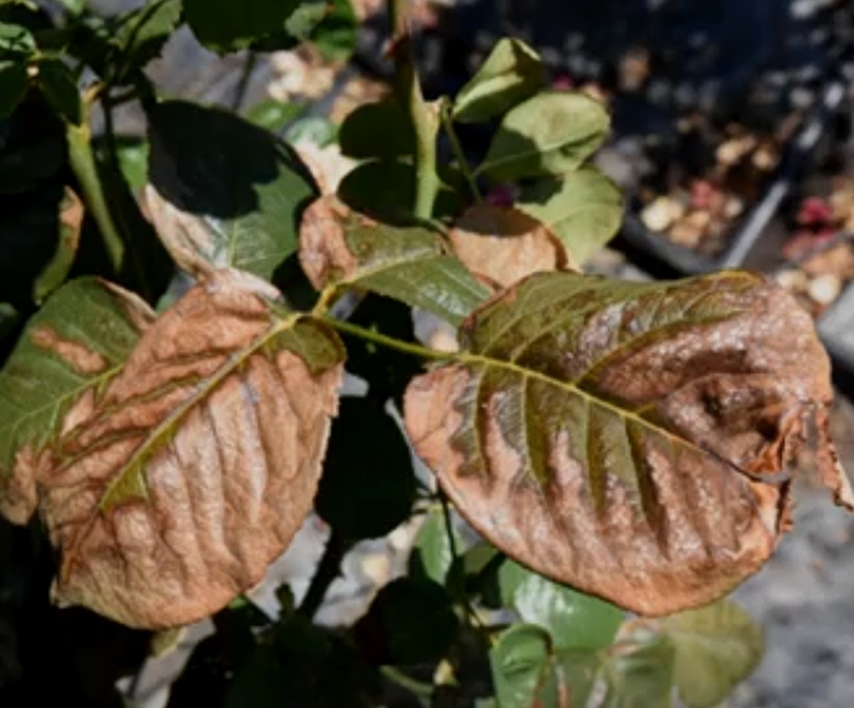 Zahradníci varují: nikdy nepostříkejte růže tímto pesticidu v horku - image 2