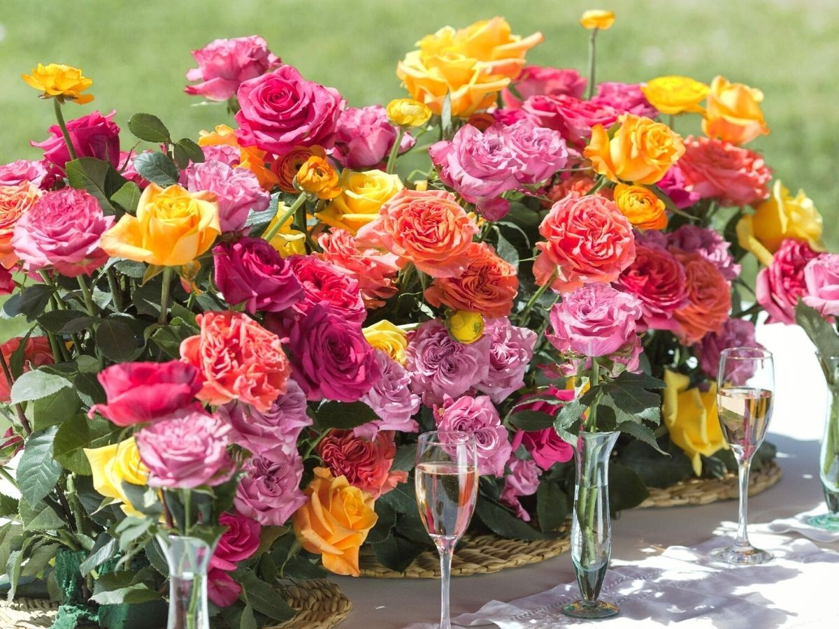 Zahradníci varují: nikdy neřežte růže při plném slunci, nebo uschnou za den - image 2