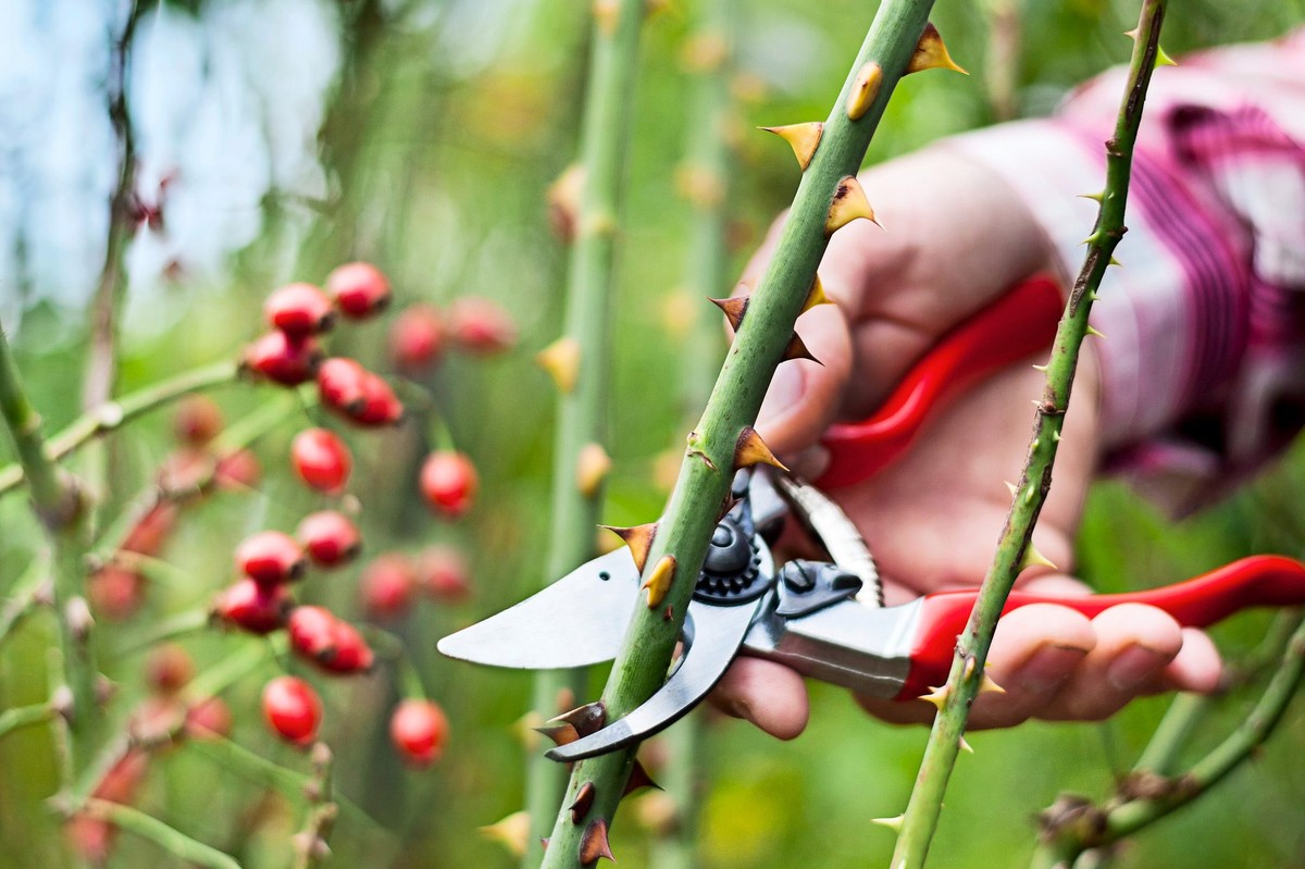 Zahradníci varují: nikdy neřežte růži právě teď, nebo vám usychá - image 2