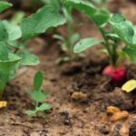 Zahradníci vás prosí: nikdy nepoužívejte tuto úpravu půdy vedle ředkvičky