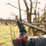 Zahradnické ústředny prozradí: nejčastější chyba při řezu stromů v březnu