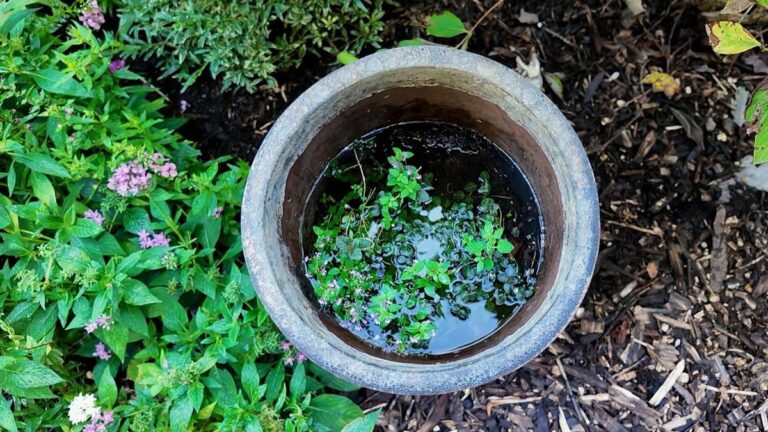 Zahradník vám řekne: nikdy nechoďte orát zahradu v tomto počasí