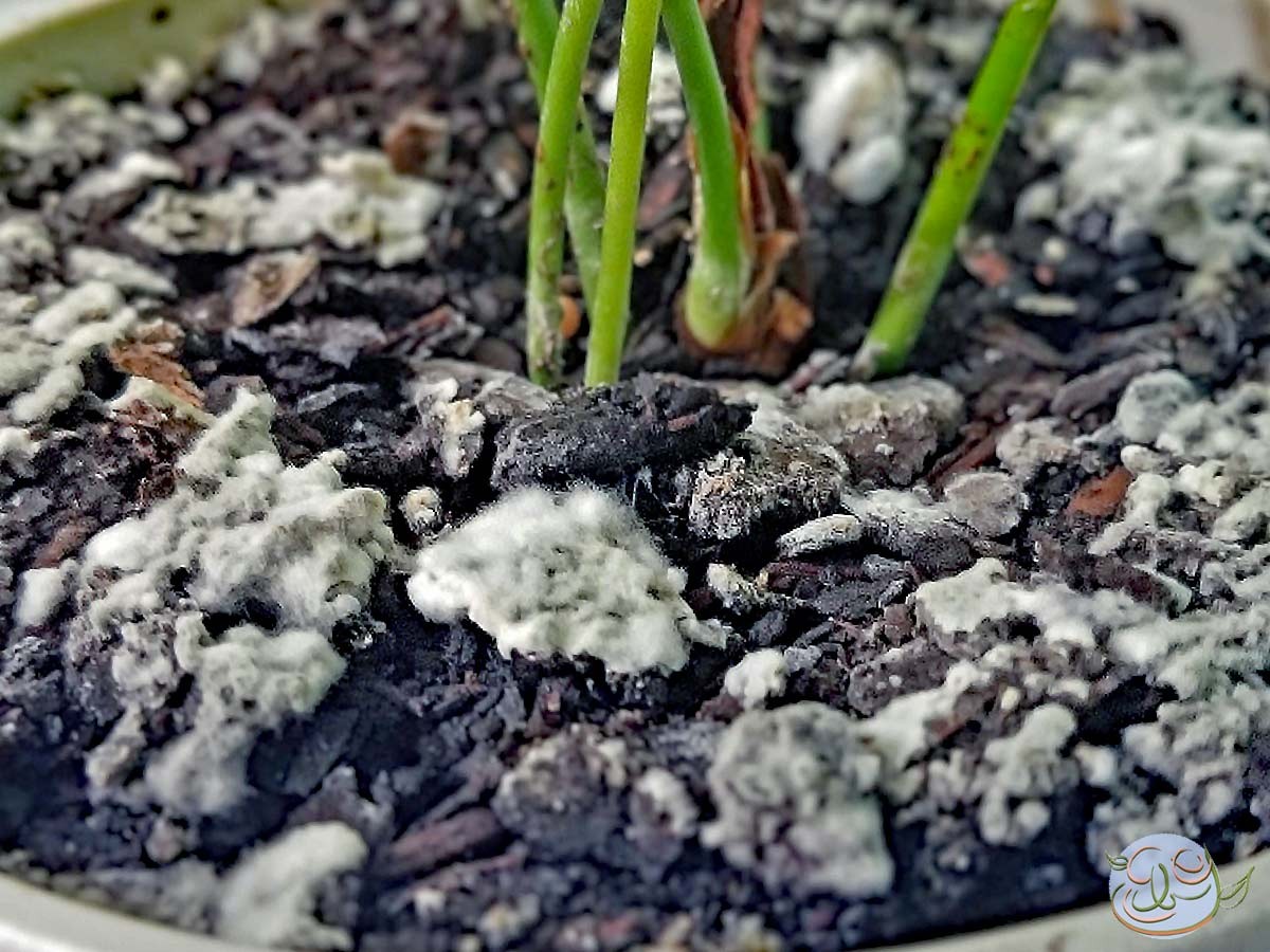 Zvlhčovač vzduchu z PET lahve: jak se zbavit plísně v květináčích - image 2